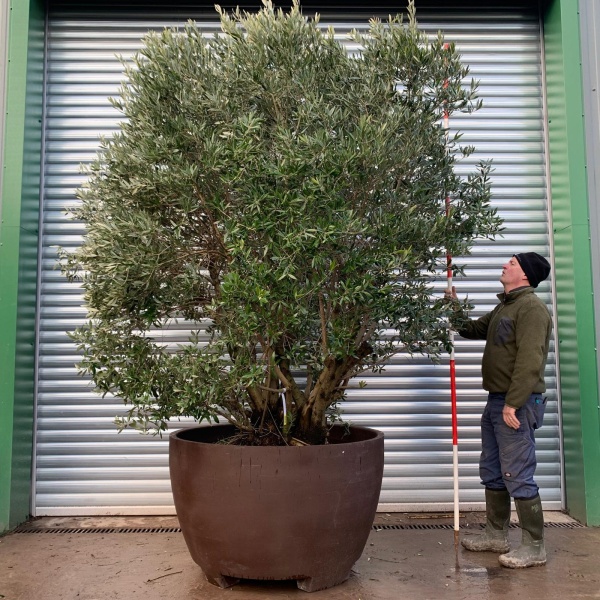 Olive Trees | Shrub Olive Trees | 20390