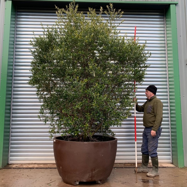 Olive Trees | Shrub Olive Trees | 20391