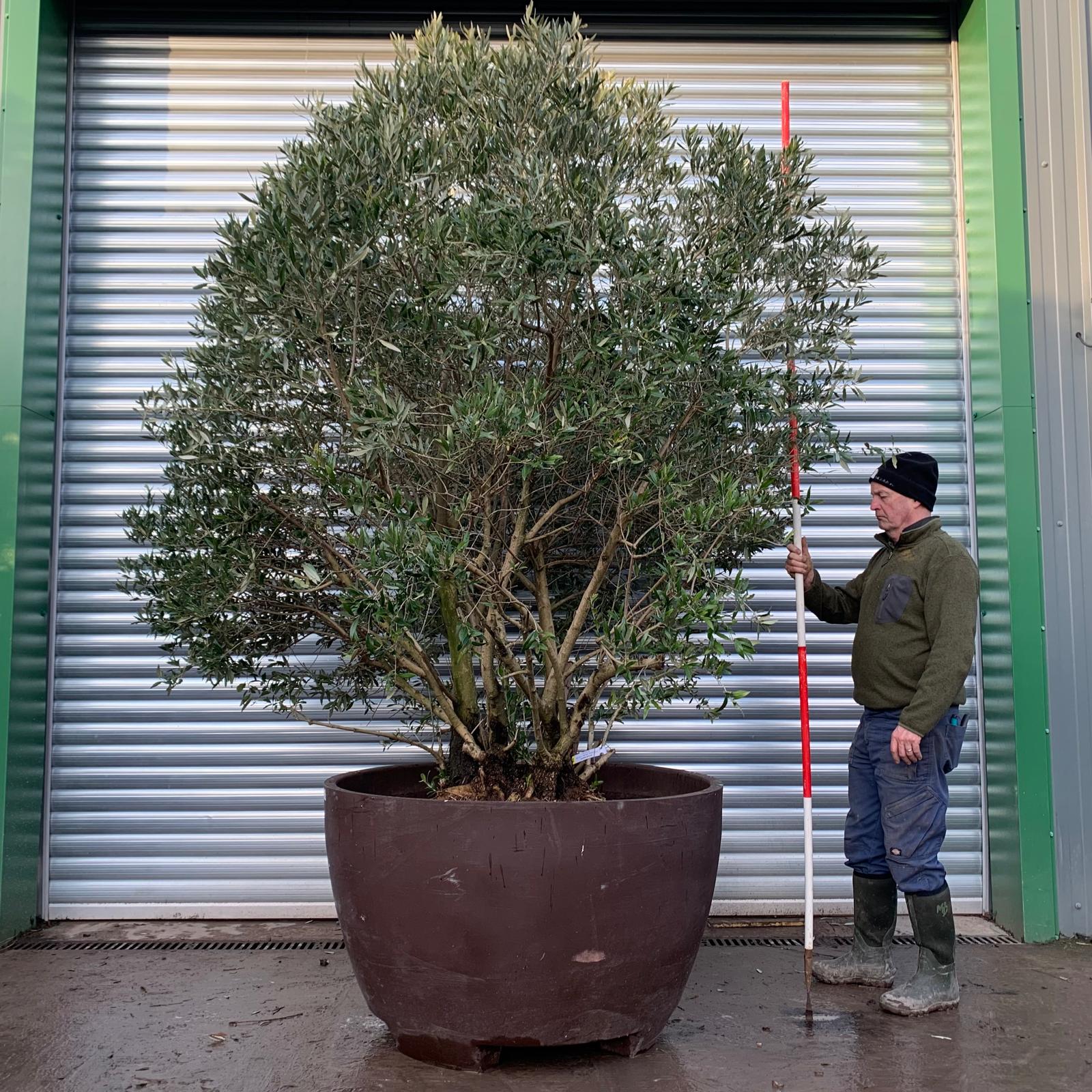 Olive Trees | Shrub Olive Trees | 20392 1 Olive Trees | Shrub Olive Trees | 20392