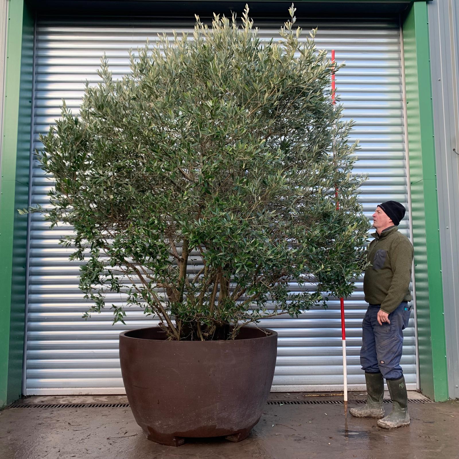 Olive Trees | Shrub Olive Trees | 20392 2 Olive Trees | Shrub Olive Trees | 20392 - Image 2