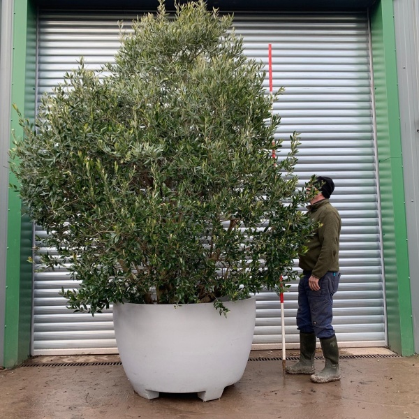 Olive Trees | Shrub Olive Trees | 20393