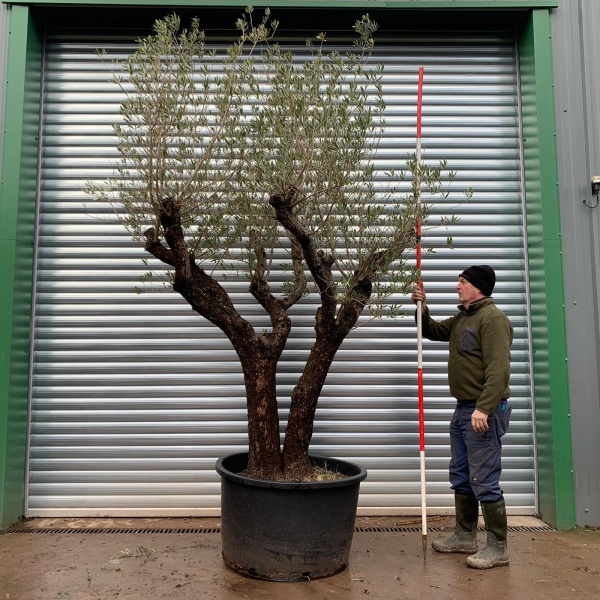 Olive Trees | Multi Stem Olive Trees | 20766