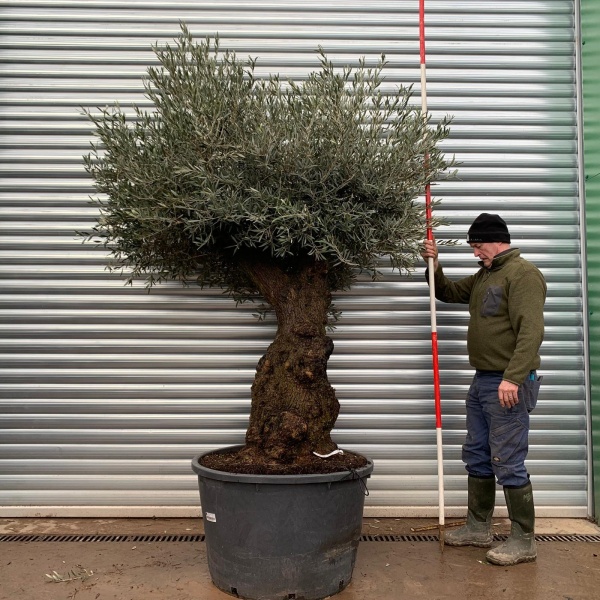 Olive Trees | Gnarly Olive Trees | 20767