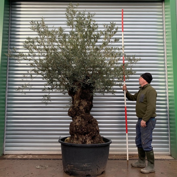 Olive Trees | Gnarly Olive Tree | 20768