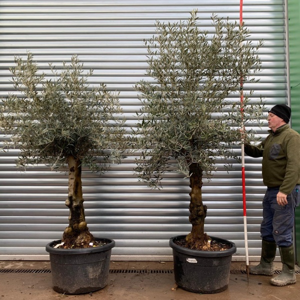Olive Trees | Gnarly Pair Olive Trees | 20769 70