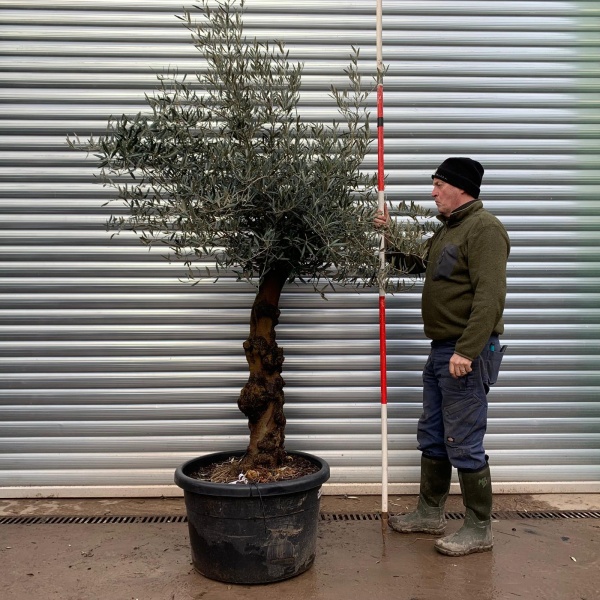 Olive Trees | Gnarly Olive Trees | 20771