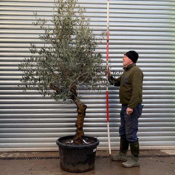 Olive Trees | Gnarly Olive Tree | Quirky 20772