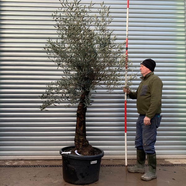 Olive Trees | Gnarly Olive Tree | 20773