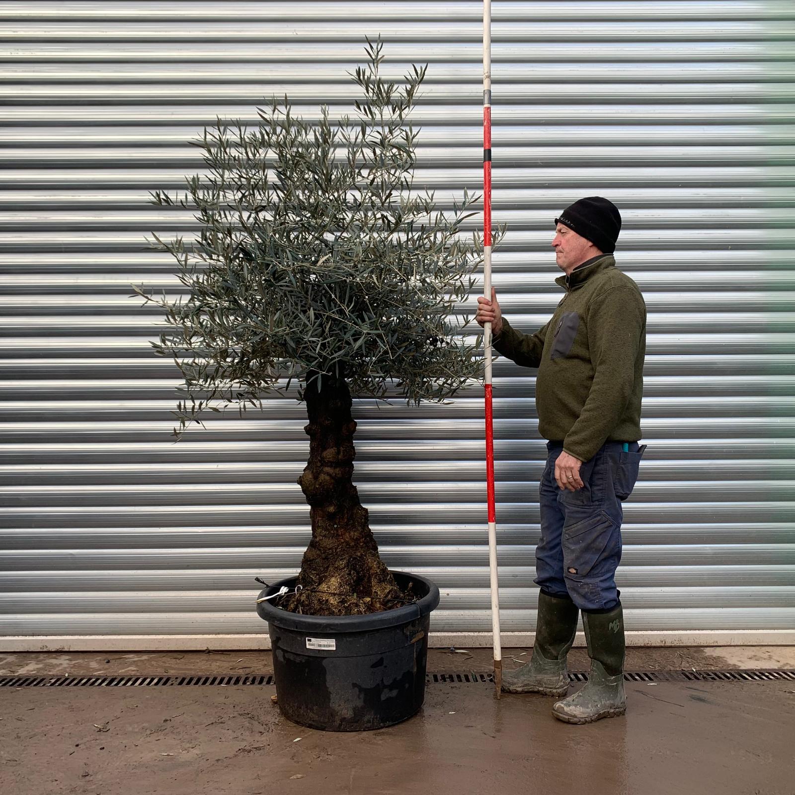Olive Trees | Gnarly Olive Tree | 20774 1 Olive Trees | Gnarly Olive Tree | 20774