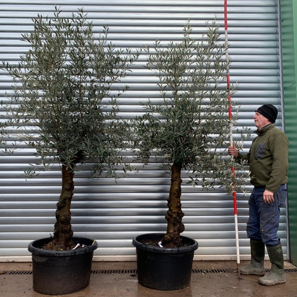 Olive Trees | Gnarly Pair Olive Trees | 20775 76