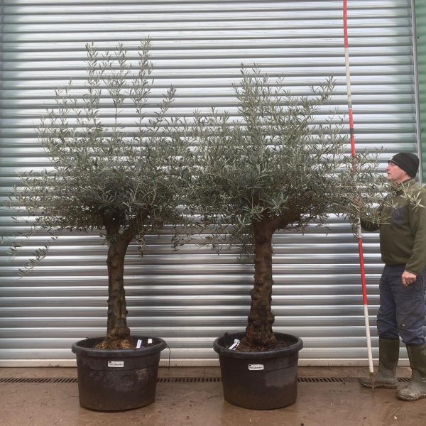 Olive Trees | Mature Pair Olive Trees | 20777 78