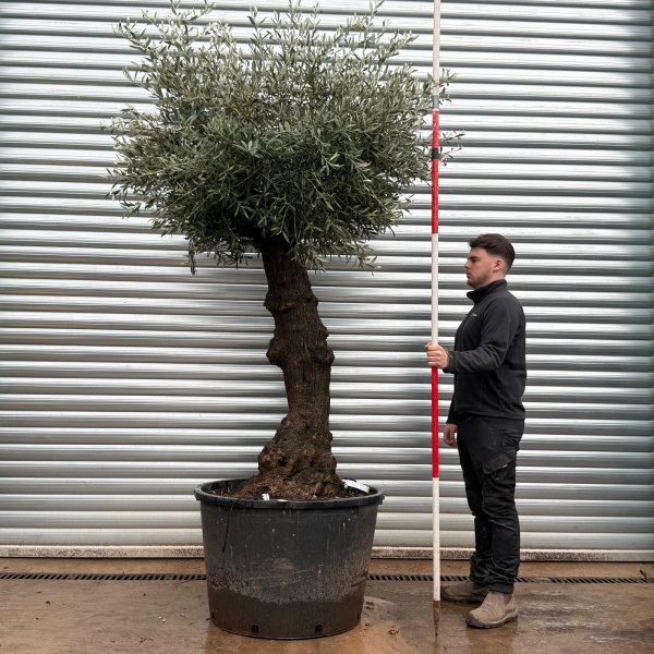 Olive Trees | Gnarly Olive Trees | 20793