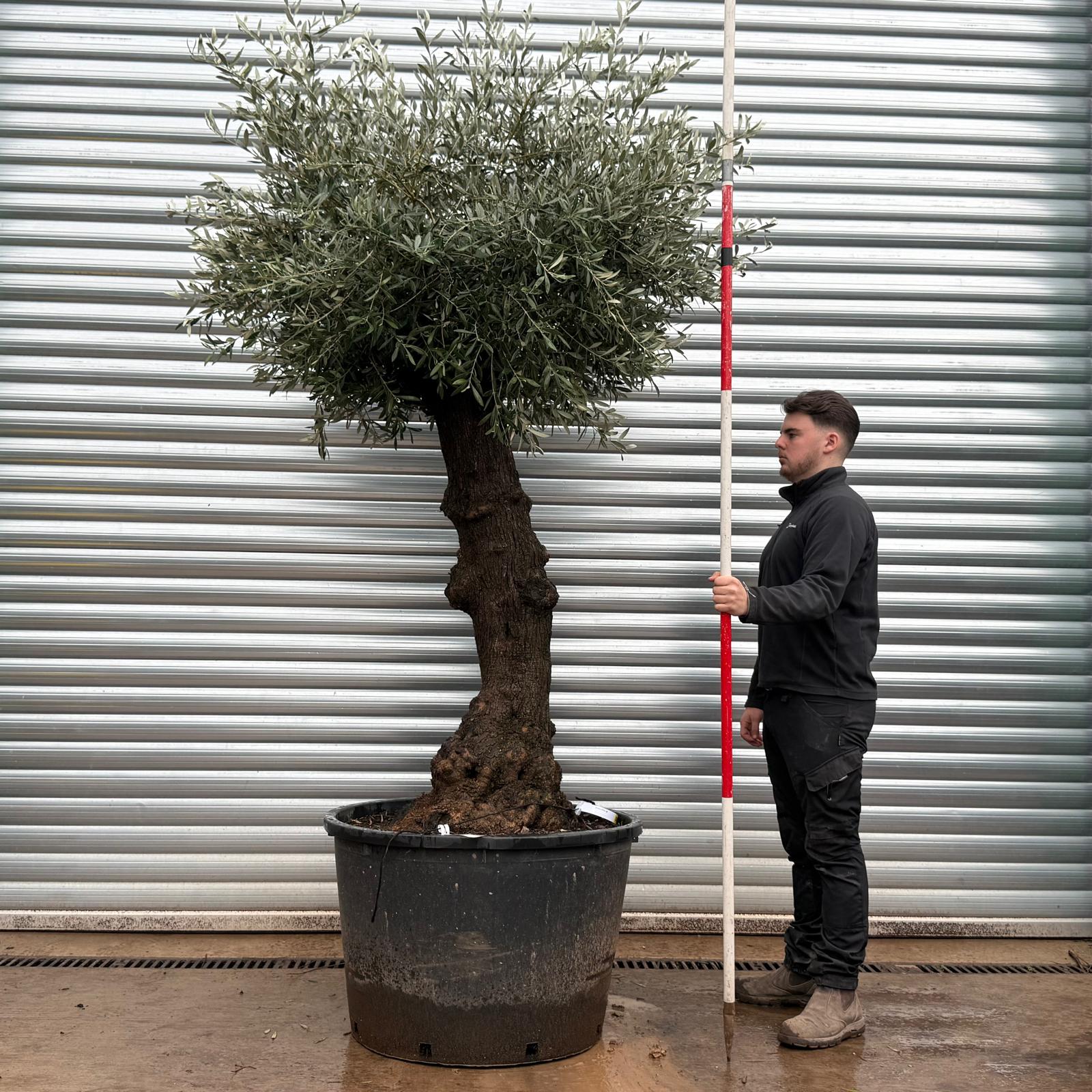 Olive Trees | Gnarly Olive Trees | 20793