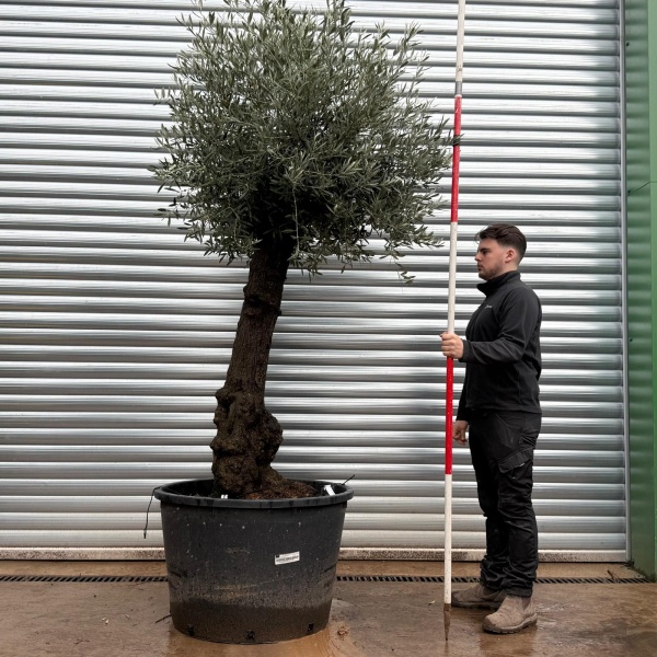 Olive Trees | Old Olive Trees | 20794