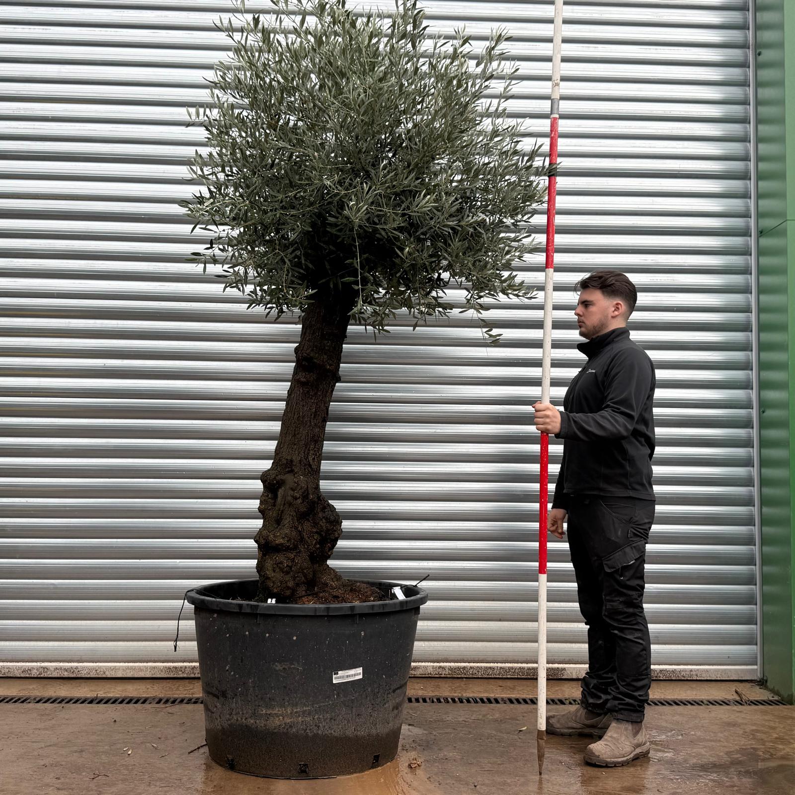 Olive Trees | Old Olive Trees | 20794