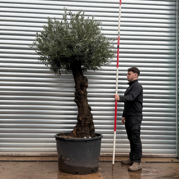 Olive Trees | Old Olive Trees | 20795