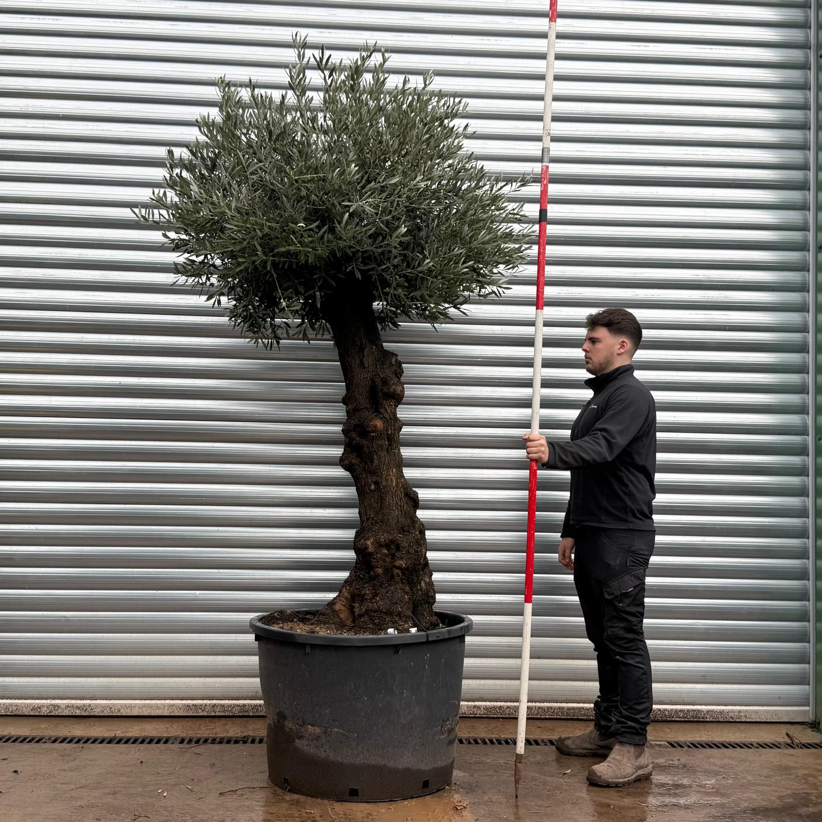 Olive Trees | Old Olive Trees | 20795
