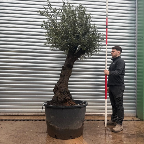 Olive Trees | Unusual Olive Trees | 20796