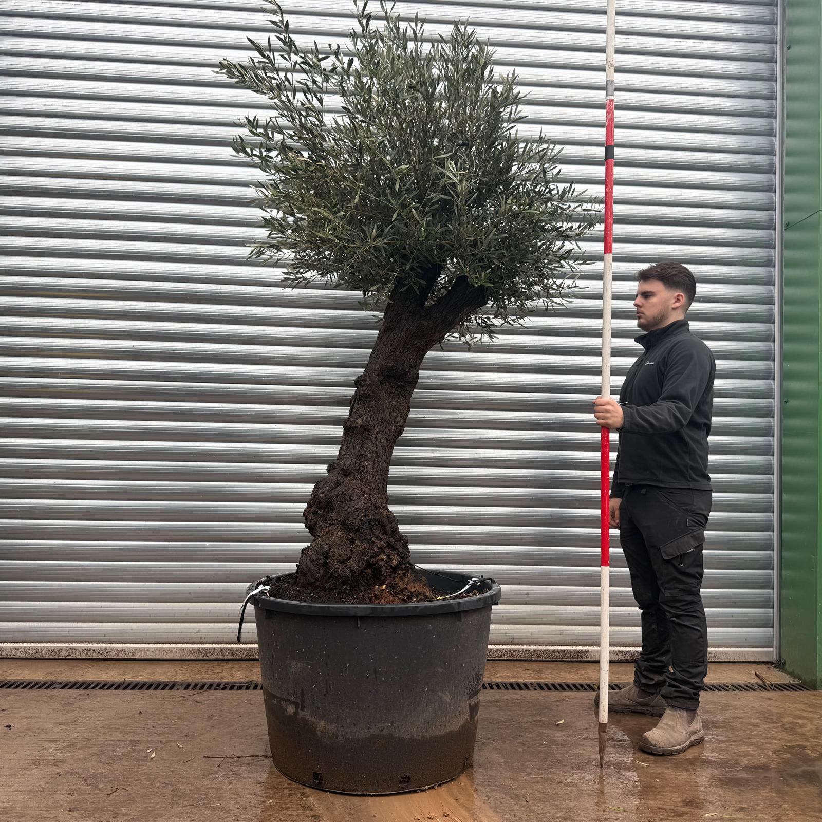 Olive Trees | Unusual Olive Trees | 20796