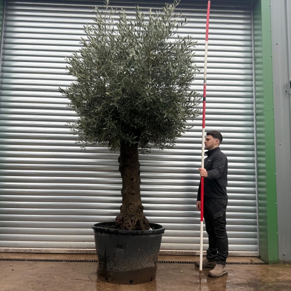 Olive Trees | Gnarly Olive Trees | 20797