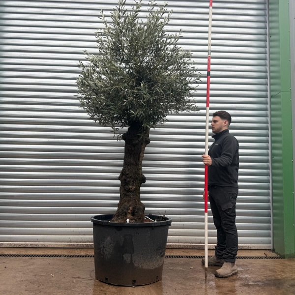 Olive Trees | Old Olive Trees | 20798