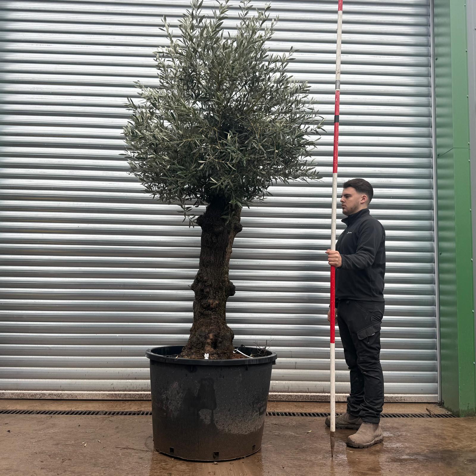 Olive Trees | Old Olive Trees | 20798