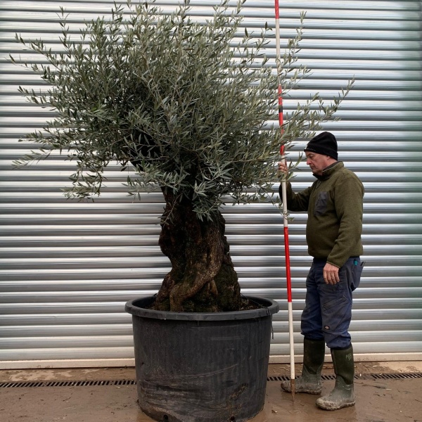Olive Trees | Ancient Olive Tree | 20811
