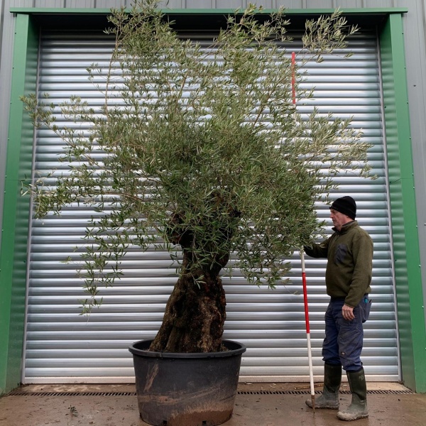 Olive Trees | Ancient Olive Tree | 20836