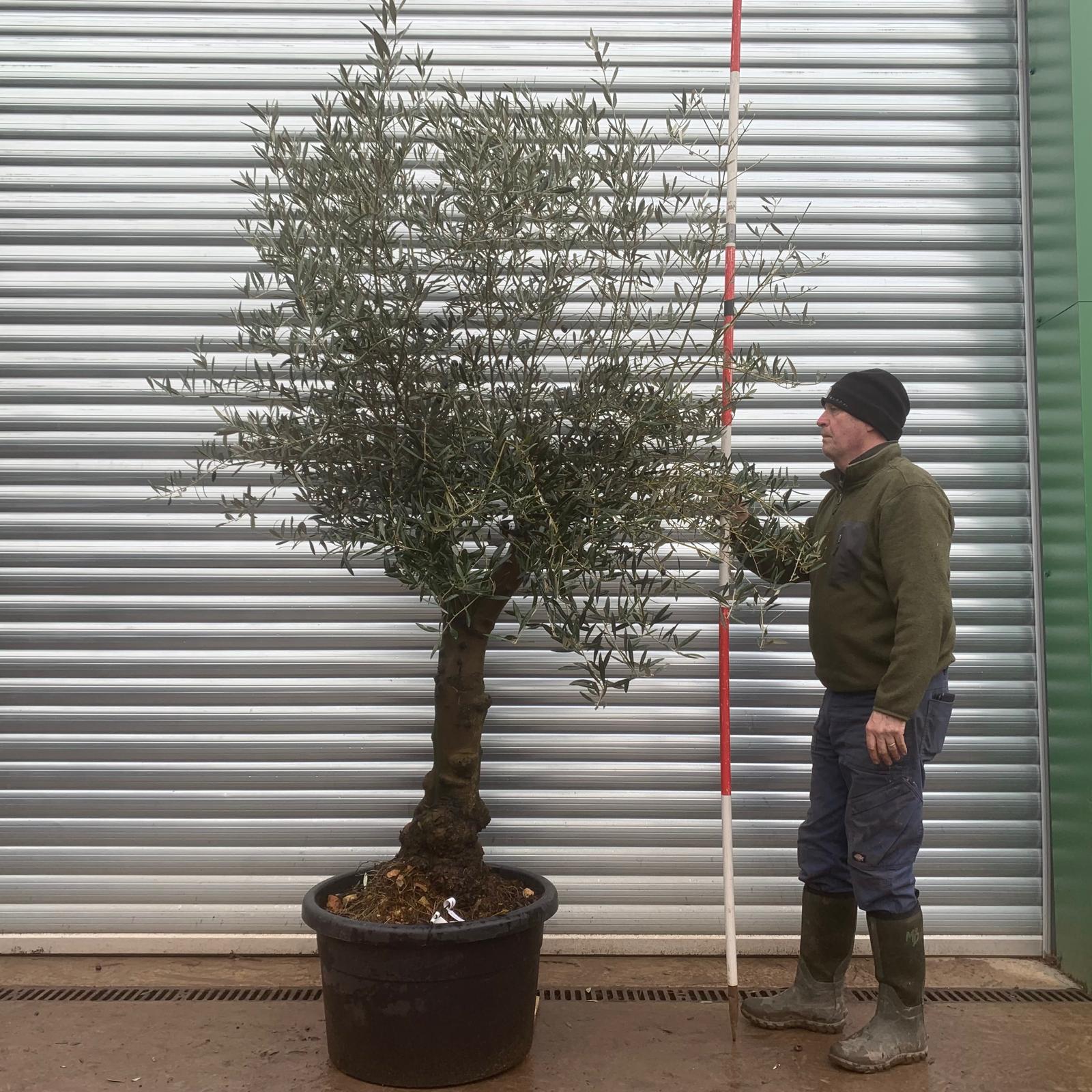 Olive Trees | Branched Olive Trees | 20837 1 Olive Trees | Branched Olive Trees | 20837