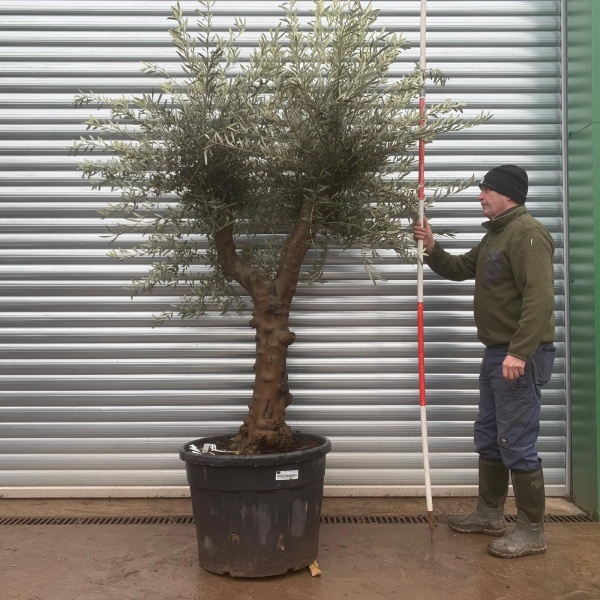 Olive Trees | Branched Olive Trees | 22007