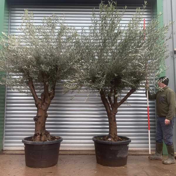 Olive Trees | Branched Olive Trees | Pair of Olive Trees | 22011 12