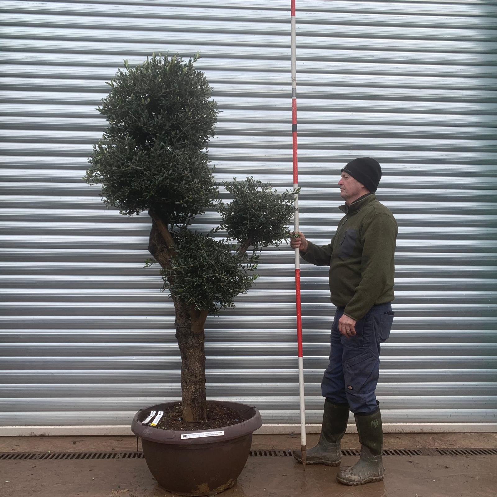 Olive Trees | Pom Pom Olive Trees | 22014 1 Olive Trees | Pom Pom Olive Trees | 22014
