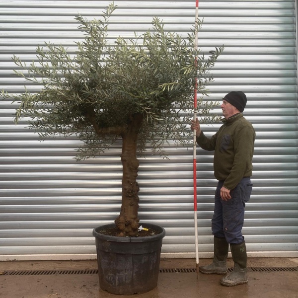 Olive Trees | Mature Olive Trees | 22016