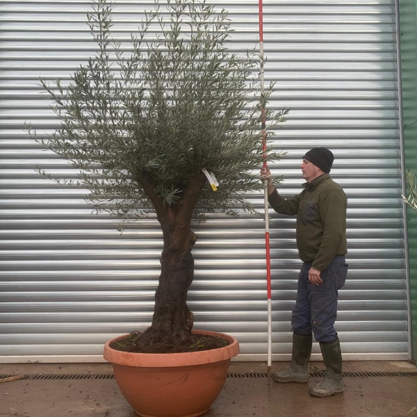 Olive Trees | Branched Olive Trees | 22017