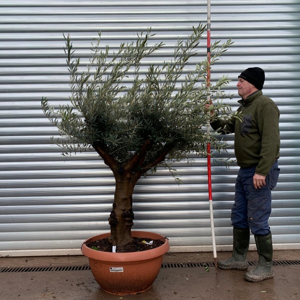 Olive Trees | Branched Olive Trees | 22018