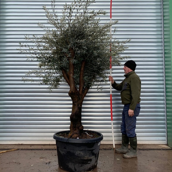 Olive Trees | Branched Olive Trees | 22019