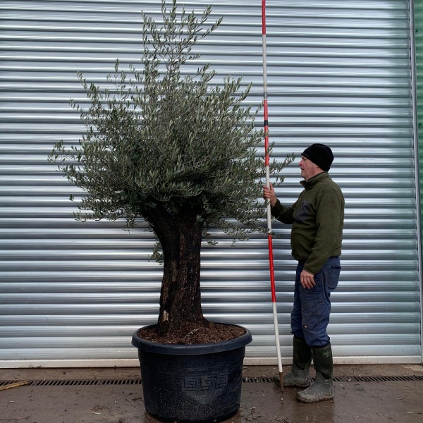 Olive Trees | Gnarly Olive Tree | 22020
