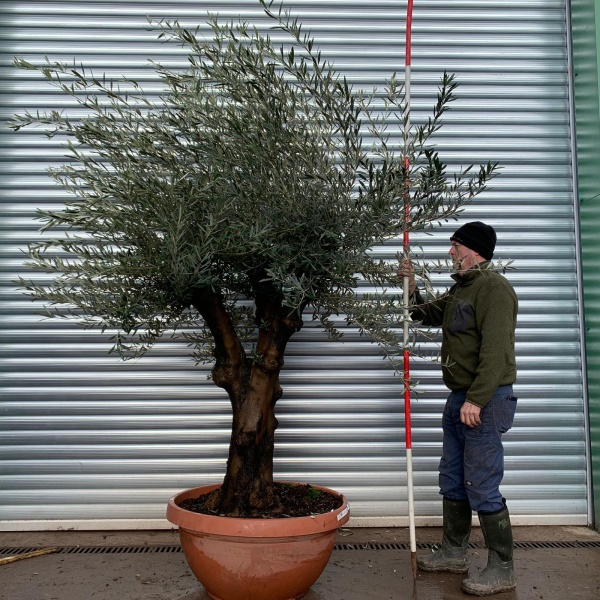 Olive Trees | Branched Olive Trees | 22021