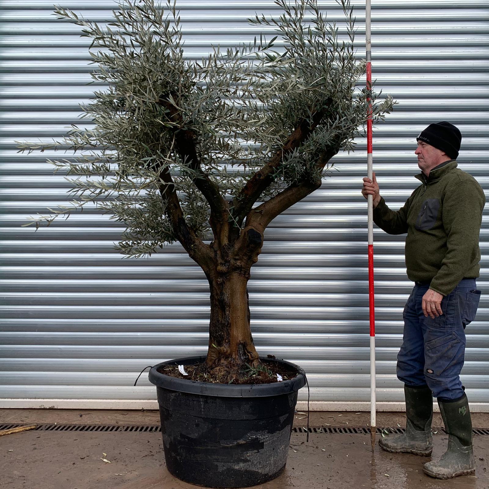 Olive Trees | Branched Olive Trees | 22022 1 Olive Trees | Branched Olive Trees | 22022