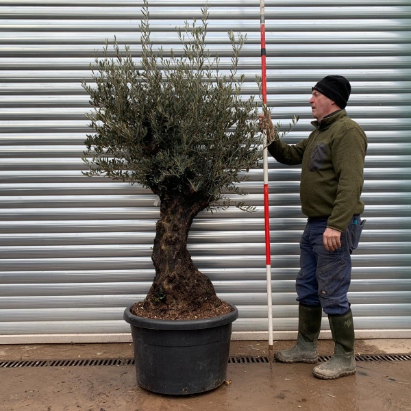 Olive Trees | Gnarly Olive Tree | 22023