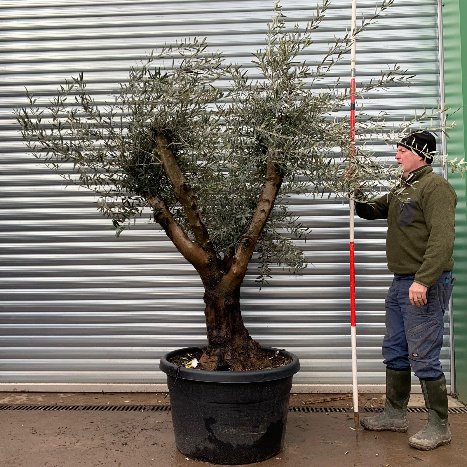 Olive Trees | Branched Olive Trees | 22024 1 Olive Trees | Branched Olive Trees | 22024