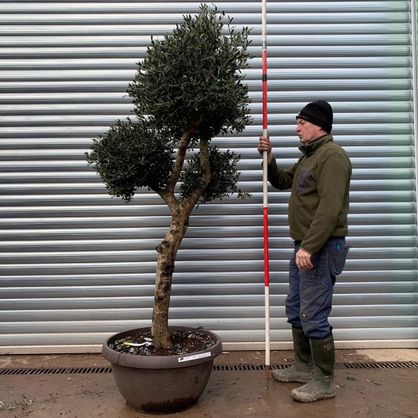 Olive Trees | Cloud Olive Trees | 22025