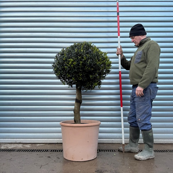Olive Trees | Potted Olive Tree | Clipped Olive Trees | 22026v