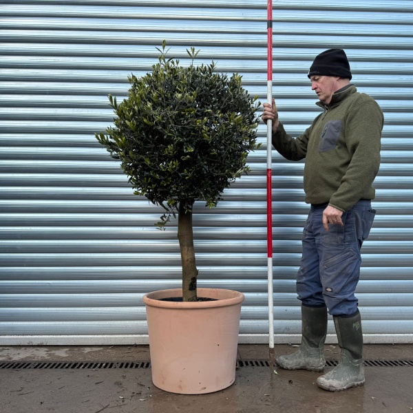 Olive Trees | Potted Olive Tree | Clipped Olive Trees | 22027v