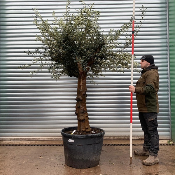 Olive Trees | Gnarly Olive Trees | 22028