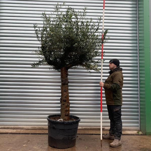 Olive Trees | Gnarly Olive Trees | 22029
