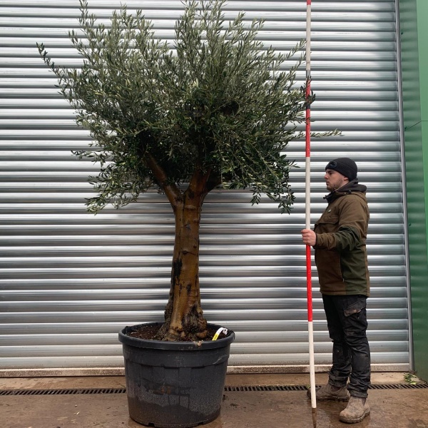 Olive Trees | Gnarly Olive Trees | 22030