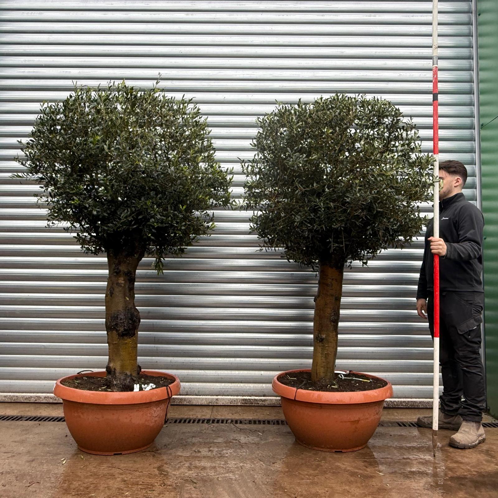 Olive Trees | Shaped Olive Trees | Pair 22032 33