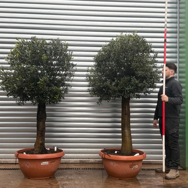 Olive Trees | Shaped Olive Trees | Pair 22034 35