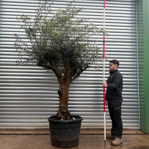 Olive Trees | Branched Olive Trees | 22036